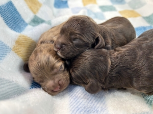 Merle Cockapoo Litter, Puppies for Sale $950